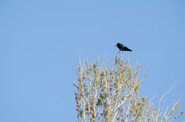 karga üstünde belgili tanımlık tepe