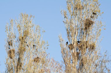 Leş kargası'nın yuva