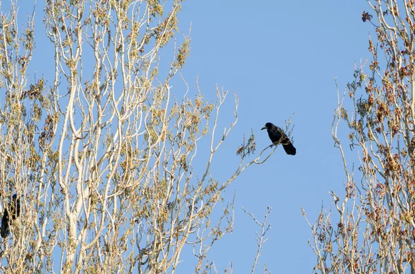 Чёрная ворона на ветке — стоковое фото