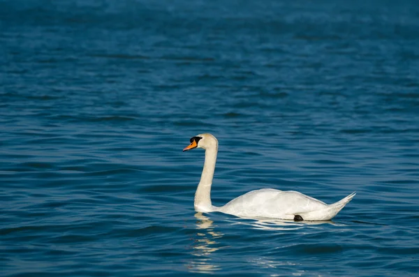 Cisne mudo con agua azul oscuro — Foto de Stock