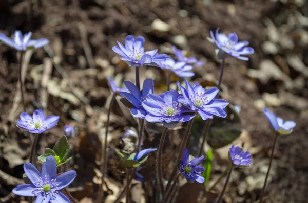 Azul kidneywort flores closeup — Fotografia de Stock