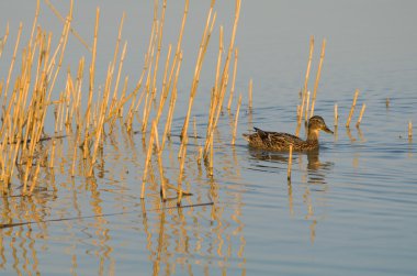 kadın yeşilbaş ördek