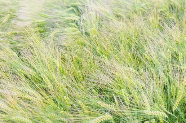 Green Barley Closeup — Stock Photo, Image