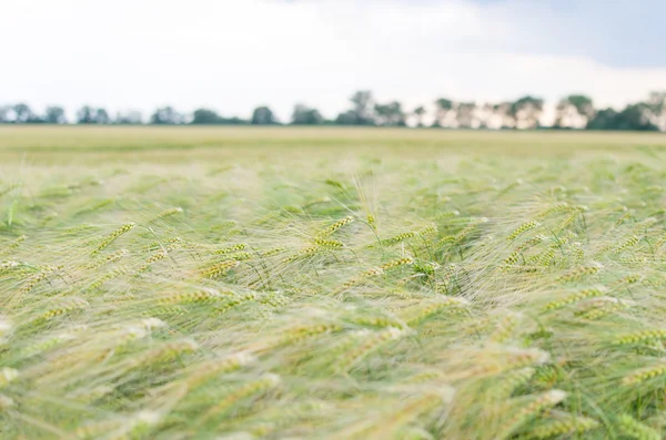 Green Barley Field with Sky — Stock Photo, Image