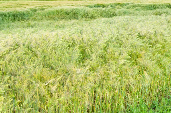 Green Barley Field Closeup — Stock Photo, Image