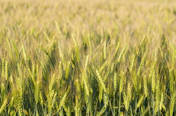 Green Wheat Closeup — Stock Photo, Image