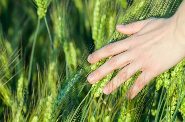 Woman Touching Wheat Ears — Stock Photo, Image