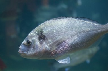 yaldızlı baş çipura