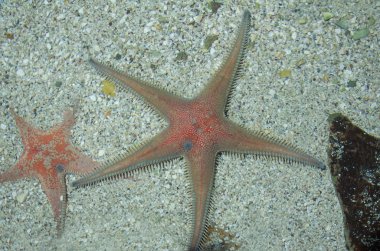 Astropecten Aranciacus deniz yıldızı