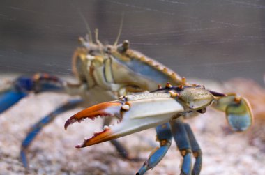 Atlantik mavi yengeç yan