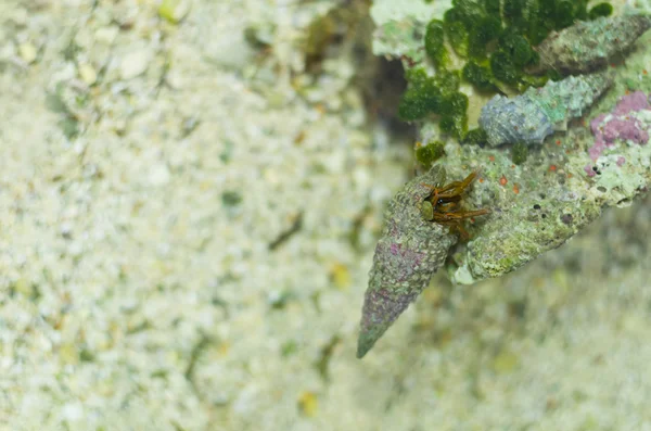 Malá poustevnický krab — Stock fotografie