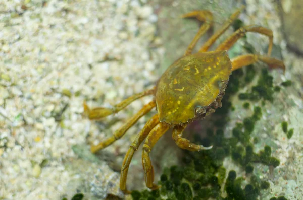 Carcinus Maenas Crab — Stock Photo, Image