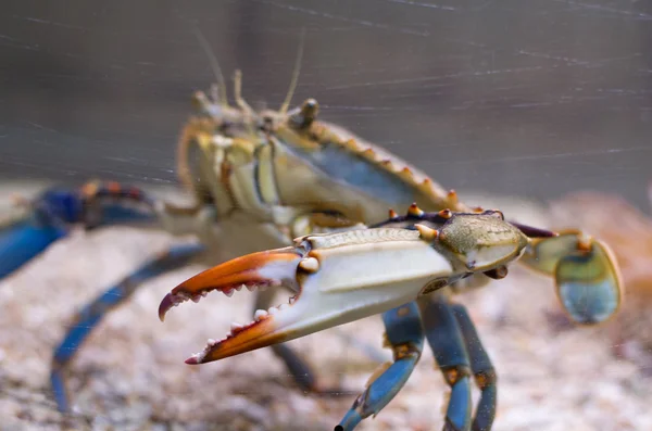 Côté crabe bleu atlantique — Photo