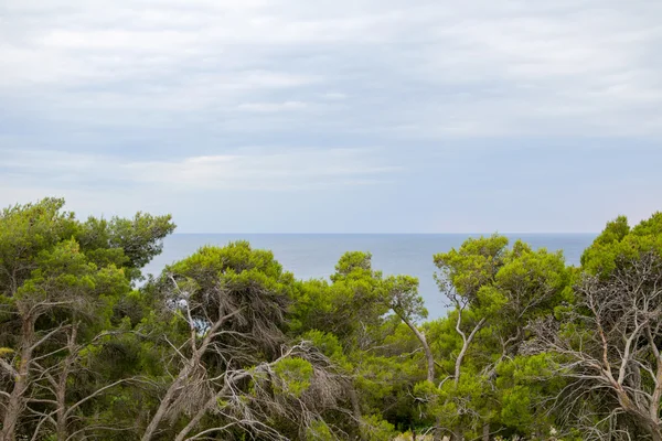 Gnarled Trees and Sea — Stock Photo, Image