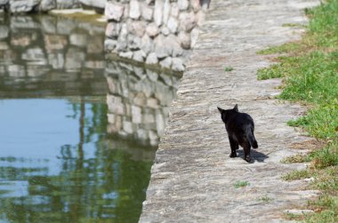 Kara kedi balık tutma gider