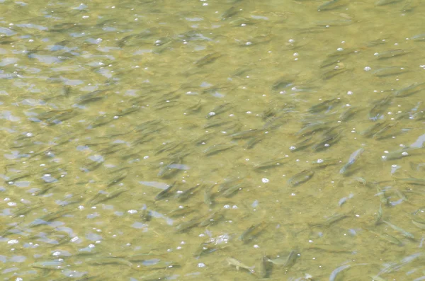 Fischschwärme im flachen Wasser — Stockfoto