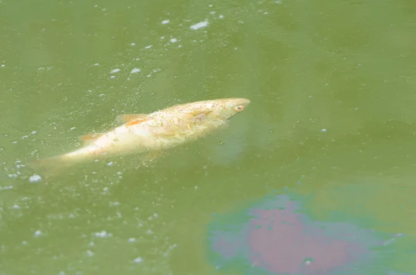 Ikan Mati di Air Terkontaminasi — Stok Foto