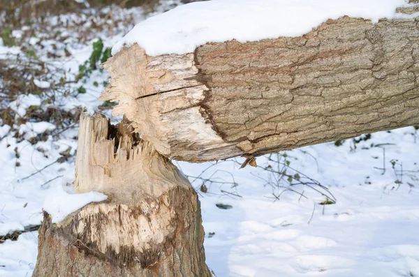 Śnieżna Zima Drzewo Trunk spadł przez bóbr — Zdjęcie stockowe