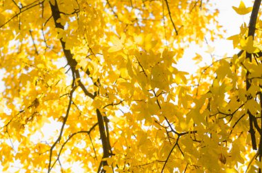 Sarı sonbahar yaprakları