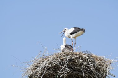 Beyaz leylek kaç onların yuva içinde