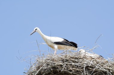 Beyaz leylek kaç onların yuva içinde