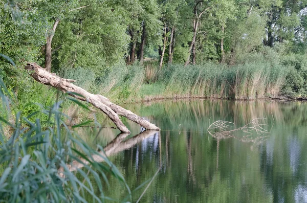 Lago con tronco de árbol caído — Foto de Stock