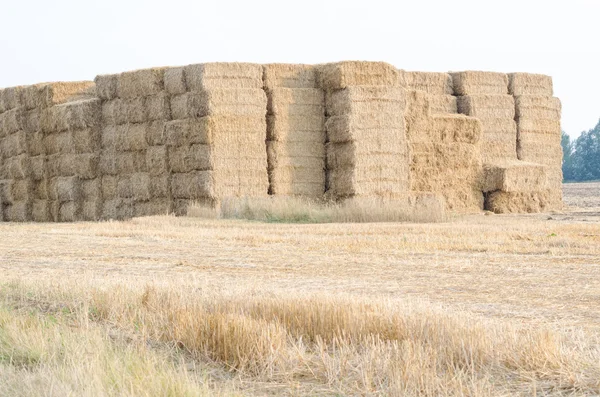 Straw Bales on the Field — Stock Photo, Image
