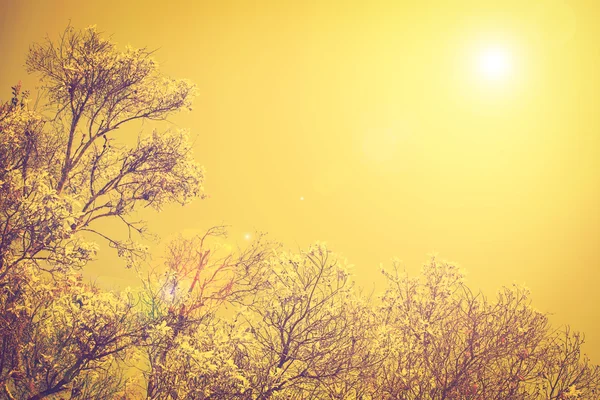 Arriba vista de la rama de árbol y la luz del sol en el cielo puesta del sol, w Vintage —  Fotos de Stock