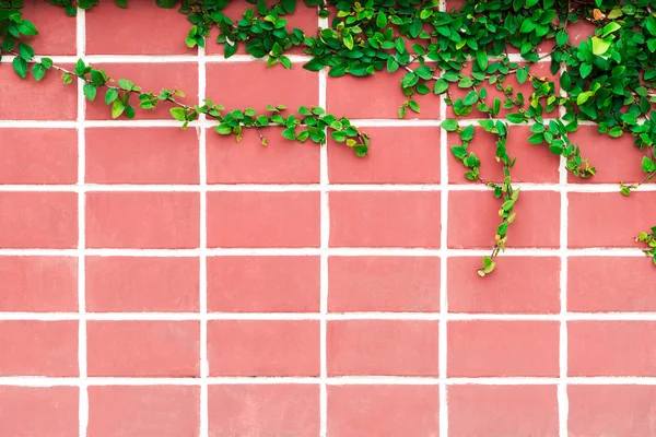 Vecchio muro di mattoni rosa e uva selvatica appeso giù . — Foto Stock