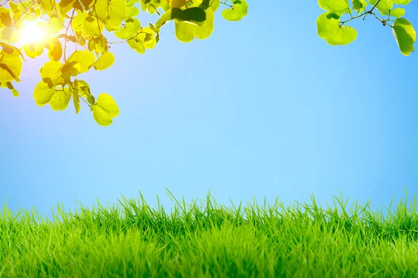 Hierba verde y hojas verdes con destello de sol en el cielo azul backgrou —  Fotos de Stock