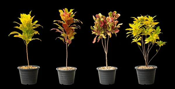 Coleção de crotons árvore em vaso isolado em fundo preto . — Fotografia de Stock