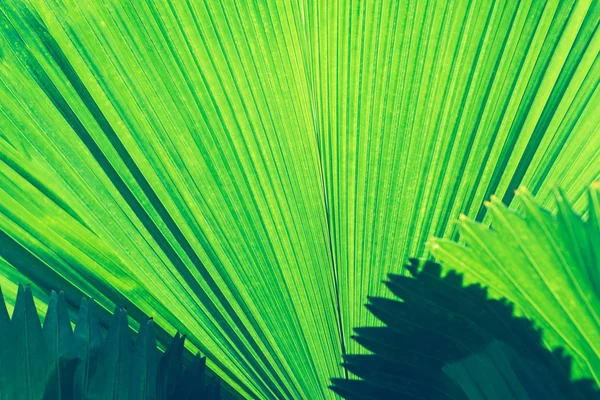 Textura de hoja verde. Fondo de naturaleza abstracta . —  Fotos de Stock