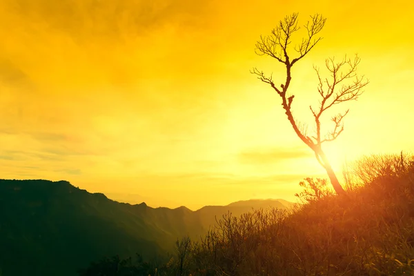 Dead tree silhouetted at sunset on mountain. — Stock Photo, Image