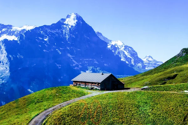 Swiss piękno, łąki pod jungfrau — Zdjęcie stockowe