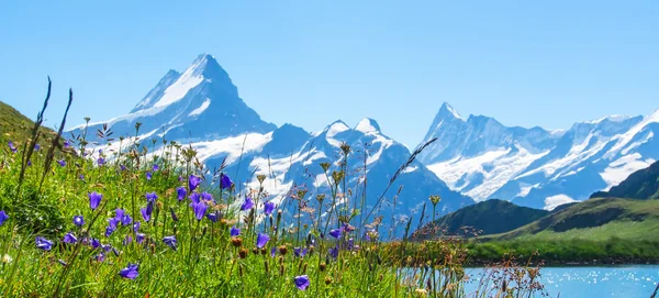 Schweiziska skönhet, Schreckhorn och Wetterhorn, Schweiz. — Stockfoto