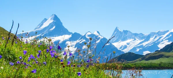 Swiss beauty, Schreckhorn and Wetterhorn, Suíça . — Fotografia de Stock