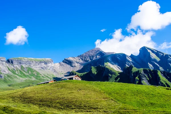 Swiss skönhet, ängar under jungfrau — Stockfoto