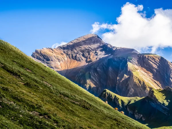 Beauté suisse, prairies sous Jungfrau — Photo