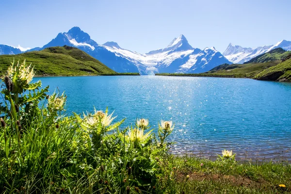 Swiss beauty, Schreckhorn and Wetterhorn, Suíça . — Fotografia de Stock