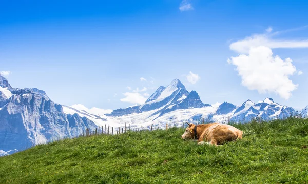 Vaca suíça nos Alpes — Fotografia de Stock
