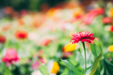 Bahar çiçek çayır ile arka plan bulanık.