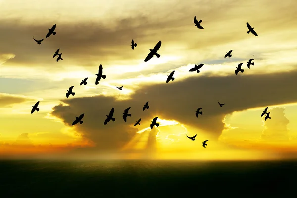 Aves volando en el cielo con puesta de sol — Foto de Stock