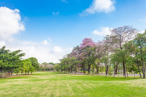 Trees and grass field with blue sky — Stock Photo, Image