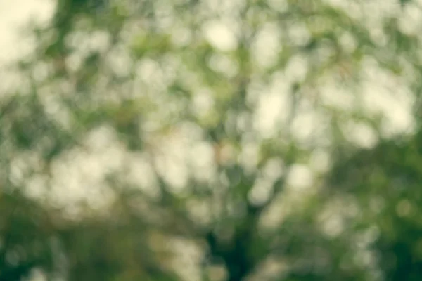 Gröna naturskog bakgrund, ur fokus eller bokeh — Stockfoto