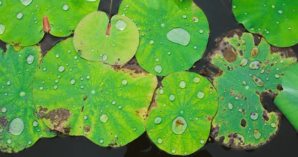 Su ile Lotus yaprağı damla vintage renkte — Stok fotoğraf