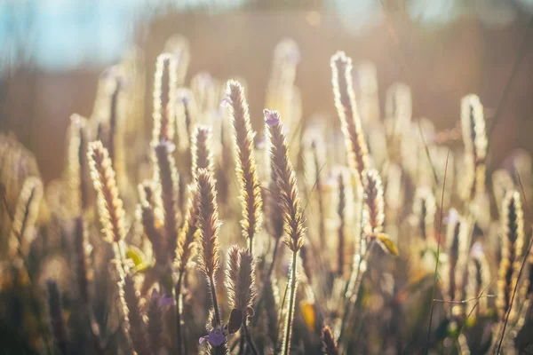 Květina s sunlighr při západu slunce — Stock fotografie