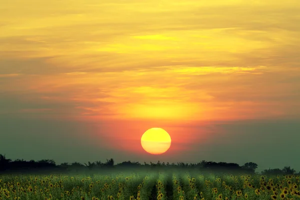 Sonnenblumenfeld und großer Sonnenuntergang, Natur Hintergrund — Stockfoto