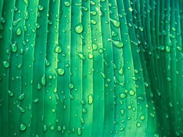 Güzel yeşil muz yaprağı ile su damlaları — Stok fotoğraf