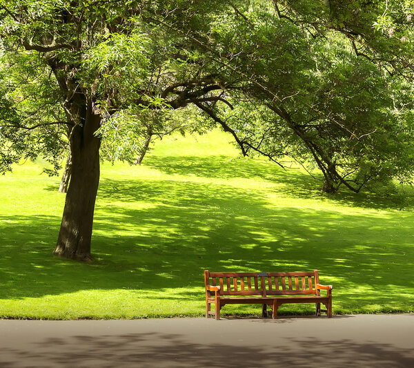 Зеленое дерево со стулом шло по дороге в парке
