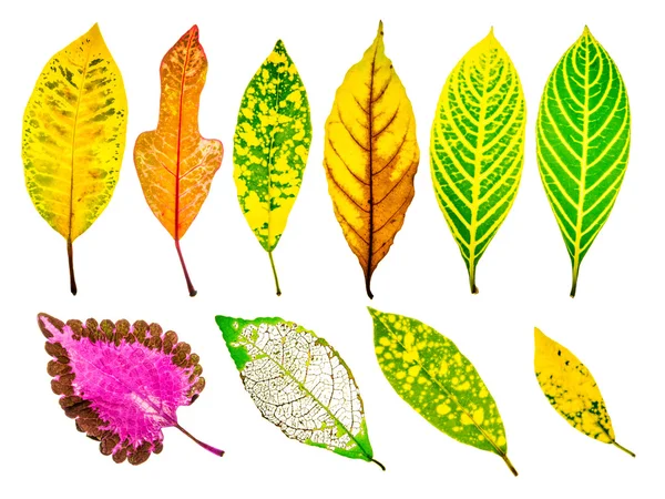 Kolekcja kolorowe drzewa liści na białym tle na białym tle — Zdjęcie stockowe